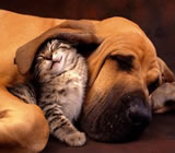 hoteis-para-caes-e-gatos-no-Consolação